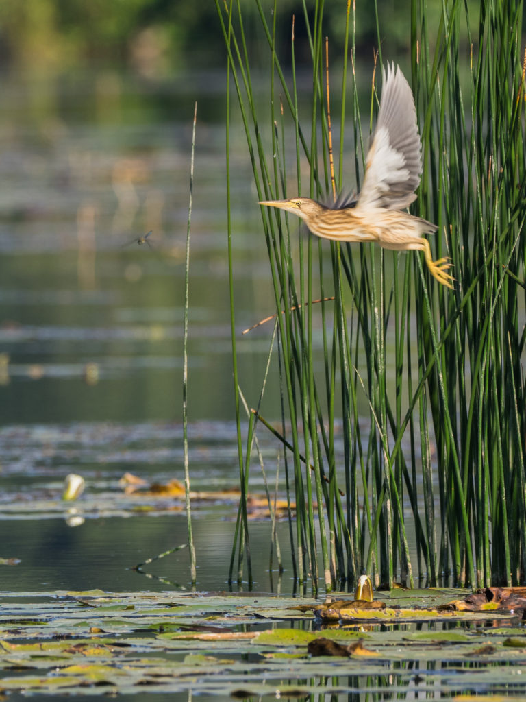 Rencontre avec le très discret héron nain : le BLONGIOS.