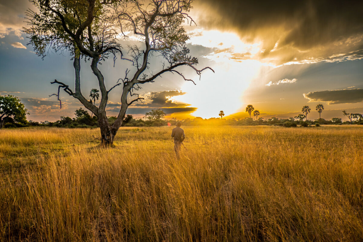 Voyage photo au Botswana