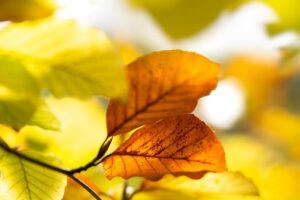 Stages d’automne